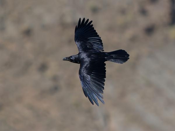 <h3><a href="/trips/marokko/biota/animalia/chordata/aves/040 passeriformes/054 corvidae/corvus corax/corvus corax-nl.html">Corvus&nbsp;corax</a> / Northern&nbsp;raven / Raaf</h3>OM-1 Mark II met OLYMPUS M.150-400mm F4.5 TC, 1/2000 sec  bij F5.6, ISO 500, afstand 96.1&nbsp;m